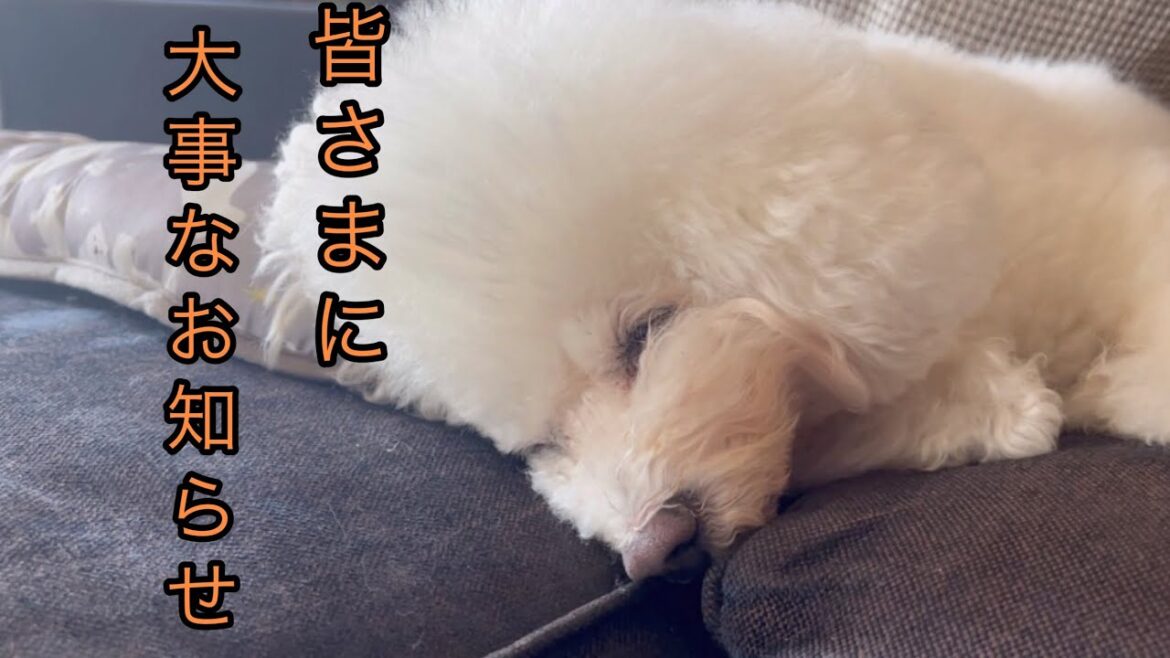 【皆さまに大事なお知らせ】ビションフリーゼ三姉妹リーダーのきなこが、、、脳梗塞？脳腫瘍？で認知症になりました。