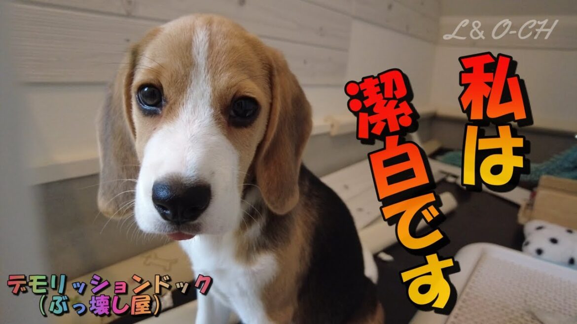部屋をメチャメチャにして”しらばくれる”ビーグルの子犬ペコ様