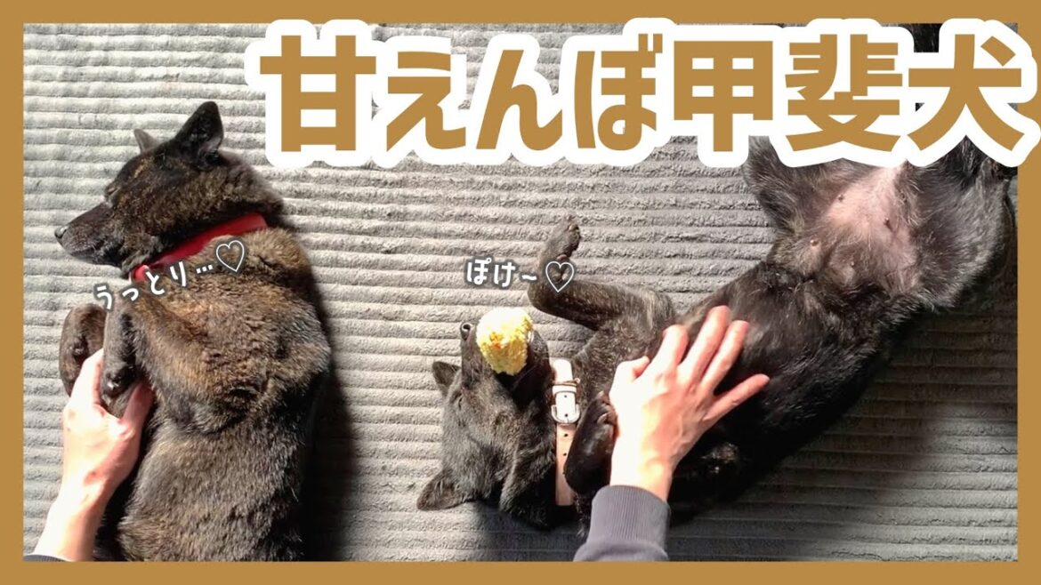 【甲斐犬】大好きなパパに一緒に甘える甲斐犬の多頭飼いが可愛過ぎて幸せ！