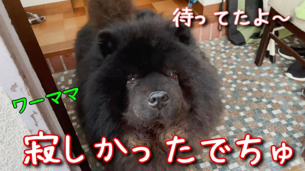 玄関待ちする【チャウチャウ】はワーママの帰宅が待ち遠しい