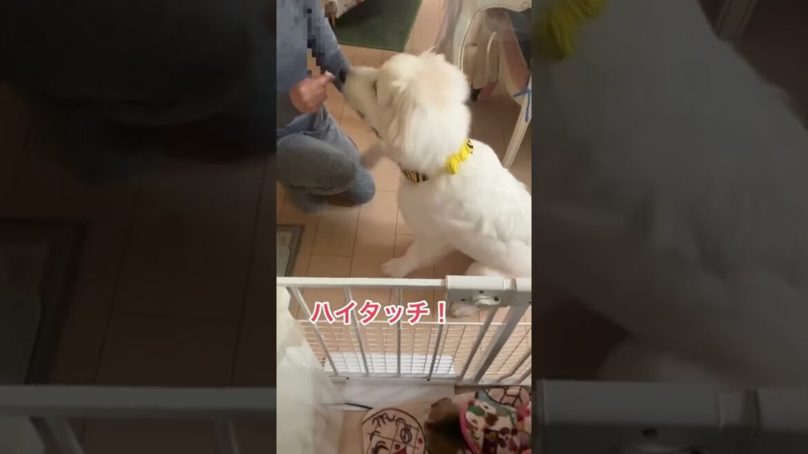 一芸覚えた？グレートピレニーズ