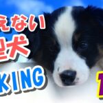 【おすすめ】吠えない小型犬ランキング１０・・・愛犬を選ぶ時に考えよう！