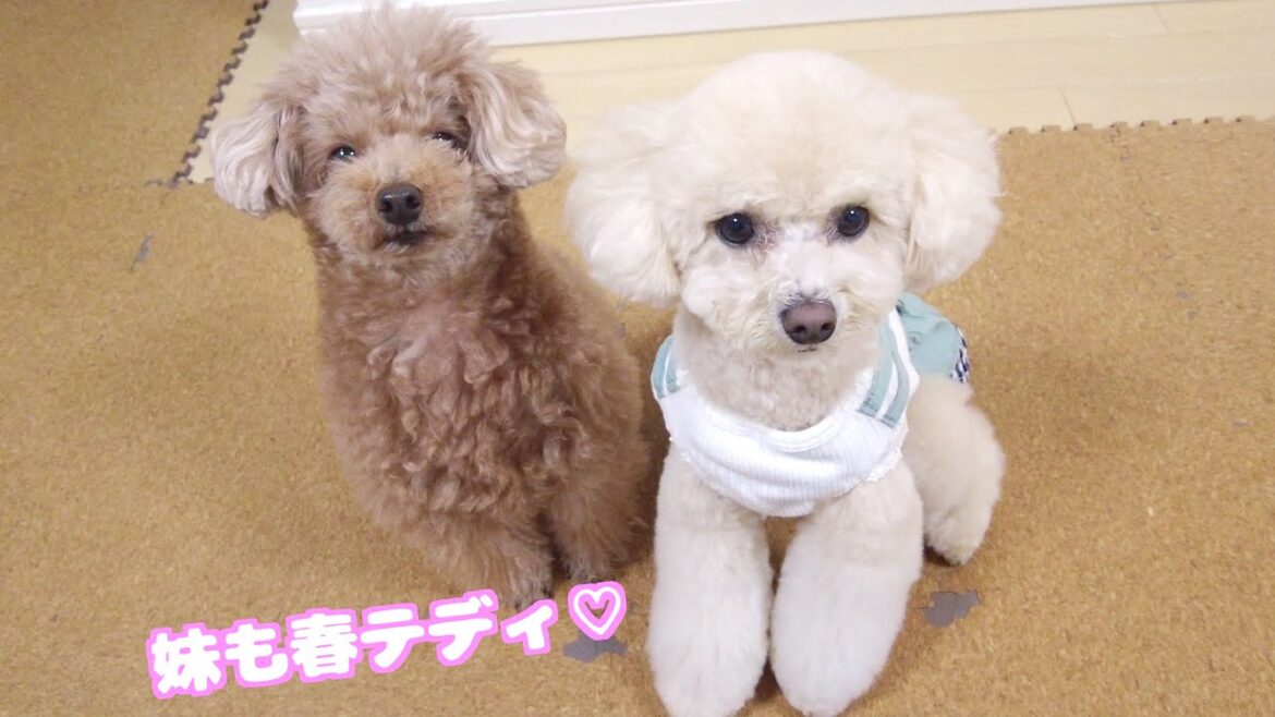 トリミングで春のテディーベアカット！妹犬も可愛くなって帰ってきました♡