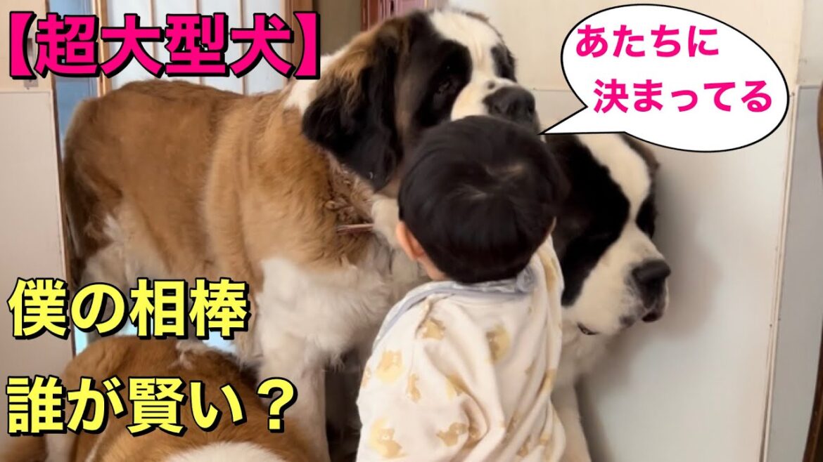 【超大型犬セントファミリー】僕の相棒は誰が賢いかな? 吉・幾三で食べちゃったのは誰? 【超大型犬セントファミリー】僕の相棒は誰が賢いかな? 吉・幾三で食べちゃったのは誰?