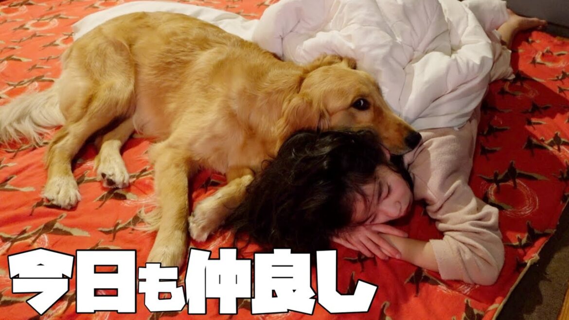 【大型犬仔犬のいる生活＃10】春の気配を感じる雛祭りの1日/生後11ヶ月