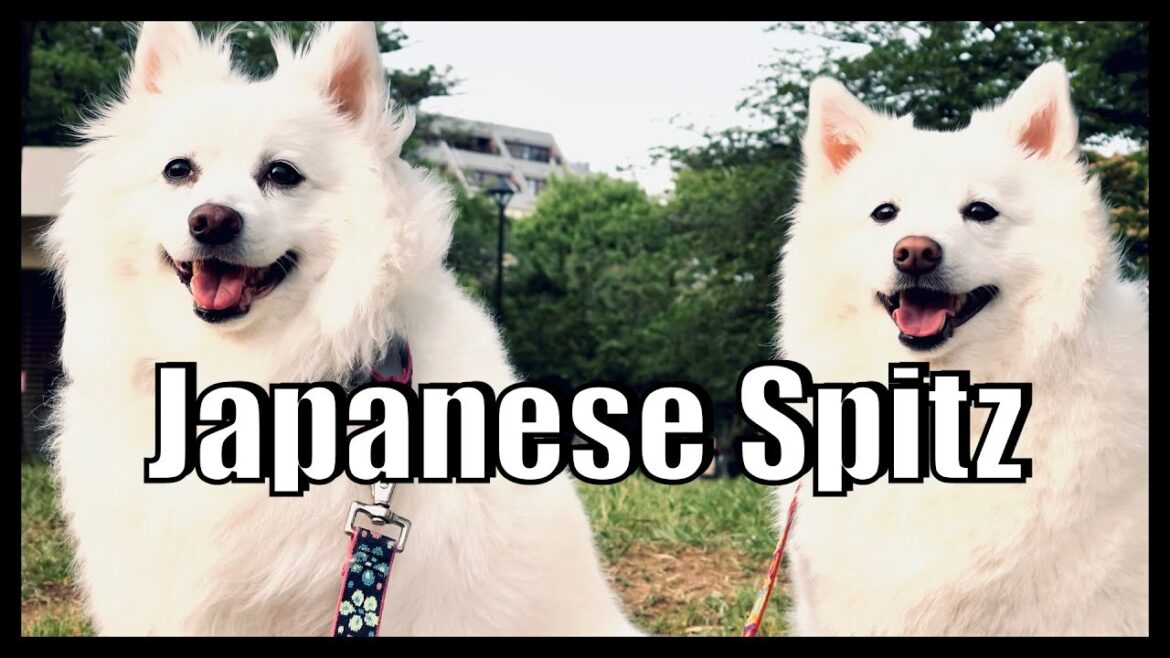 【日本スピッツ】日本原産の犬の魅力 犬のシネマティック【犬vlog】