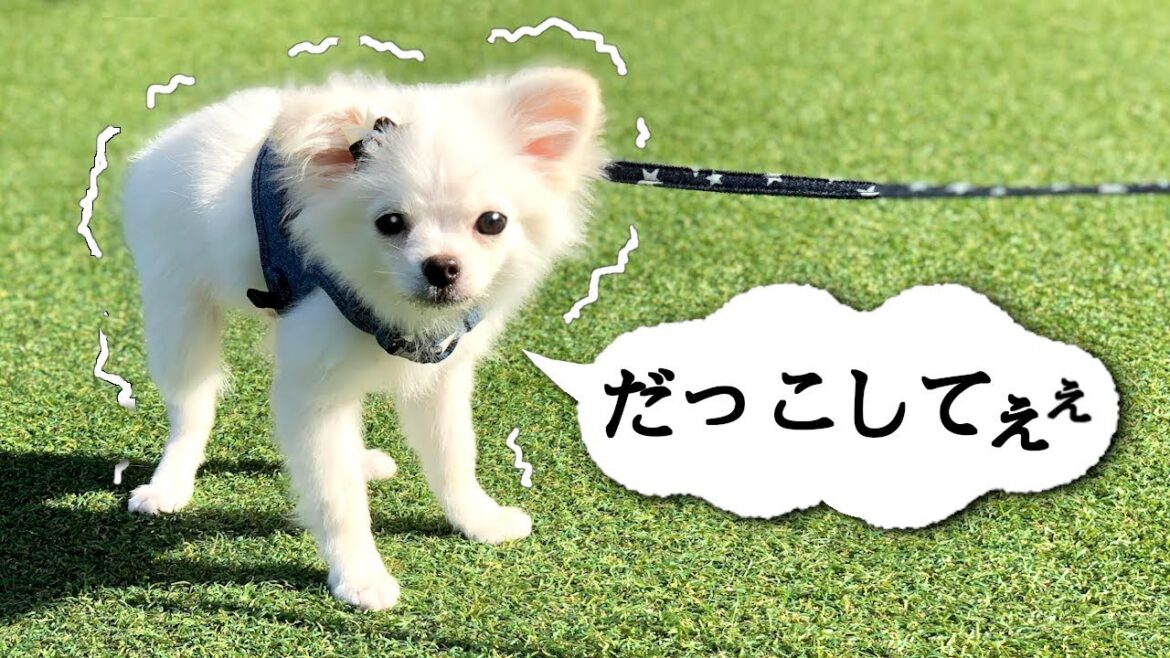【初散歩で抱っこをせがむ子犬が可愛い❤︎】甘えん坊ポメラニアン×チワワのふくちゃんがドッグランでお散歩デビューの練習！