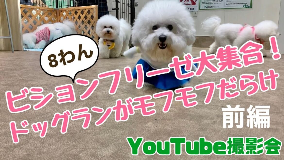 ビションフリーゼ大集合！！ドッグランがモフモフだらけ！YouTube撮影会~前編~【ビションフリーゼよさく】