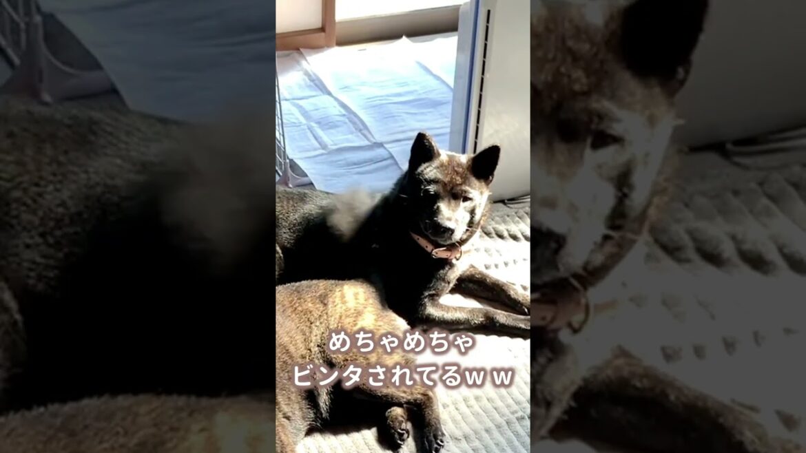 【甲斐犬】しっぽでビンタされまくっても気にしないツムギ