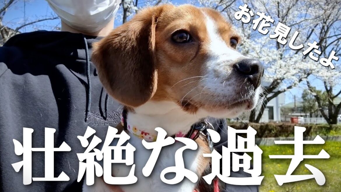 【初告白】パピー時代に何度も病院に通って辛かった話【ビーグル】