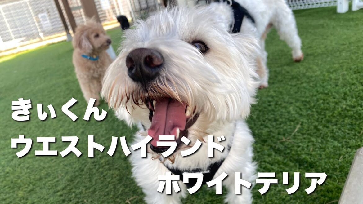 ウエストハイランドホワイトテリア　きぃくん【West Highland White Terrier】