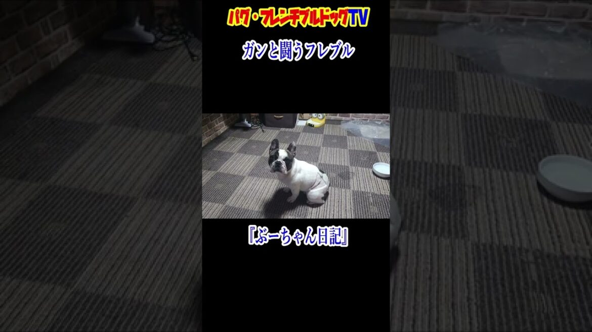 ガンと闘う愛犬フレブル　昼間のぶーちゃん　フレンチブルドッグ『ぶーちゃん日記』Frenchbulldog From Japan