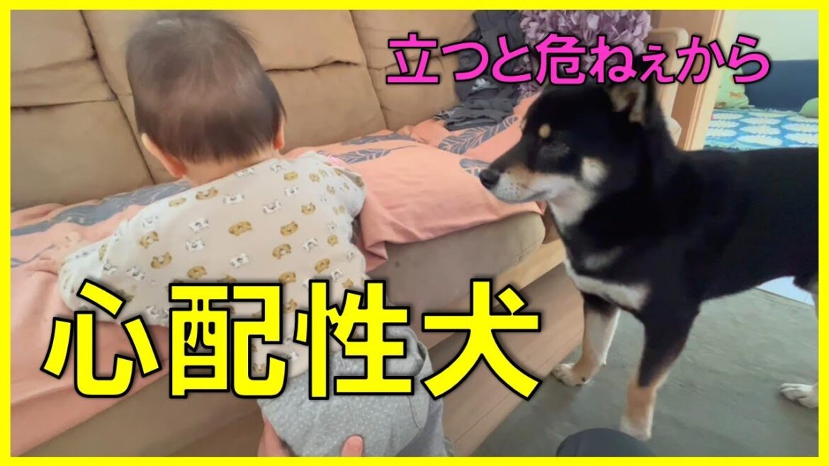 柴犬は赤ちゃんが心配でたまらない