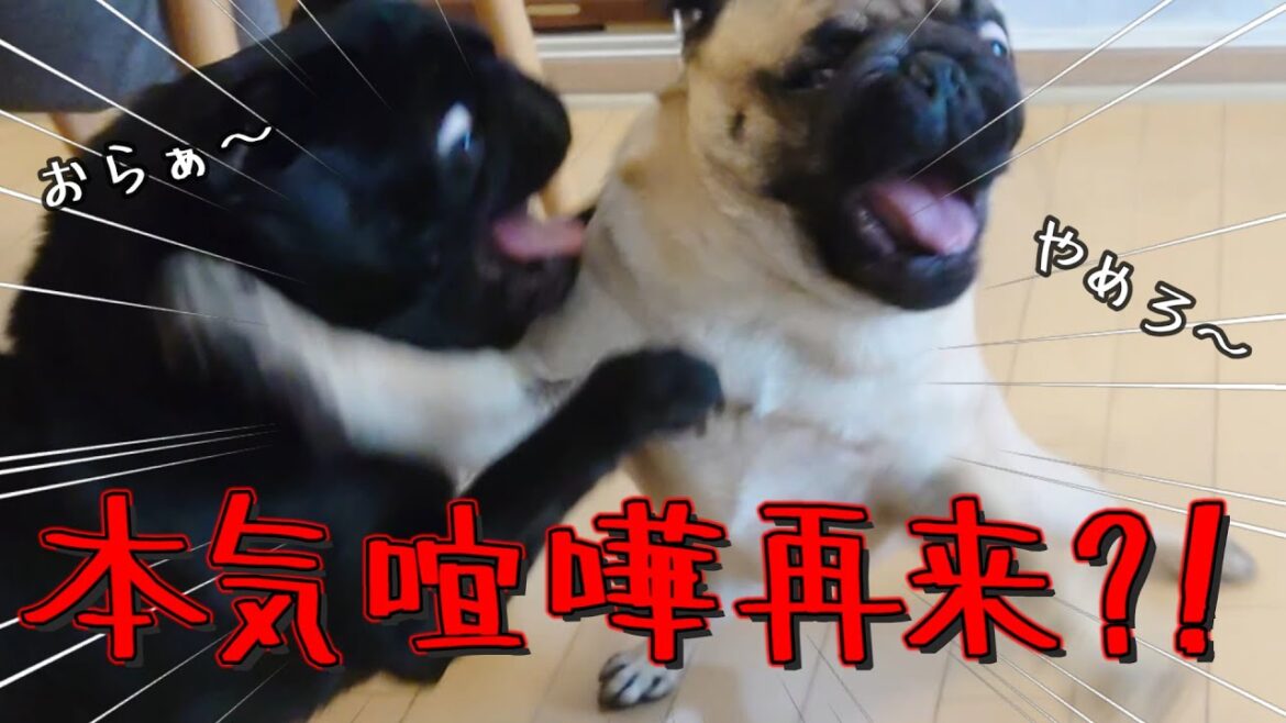 うちの黒パグが全身麻酔後に豹変？！【パグ多頭】
