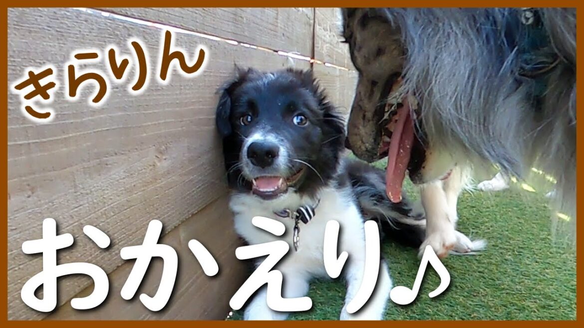 【感動】子を守ろうとする親犬の姿が見れました!|イリオス君とセラちゃんの再会♪【ボーダーコリー】 【感動】子を守ろうとする親犬の姿が見れました!|イリオス君とセラちゃんの再会♪【ボーダーコリー】