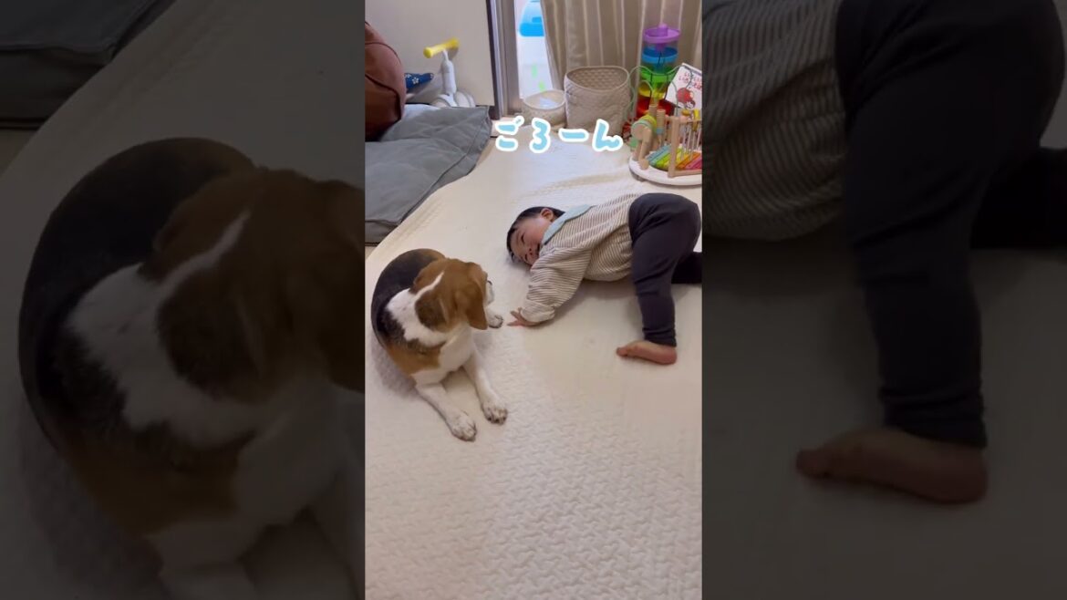 最高に可愛い赤ちゃんとビーグルの戯れが癒しでしかないw#Shorts