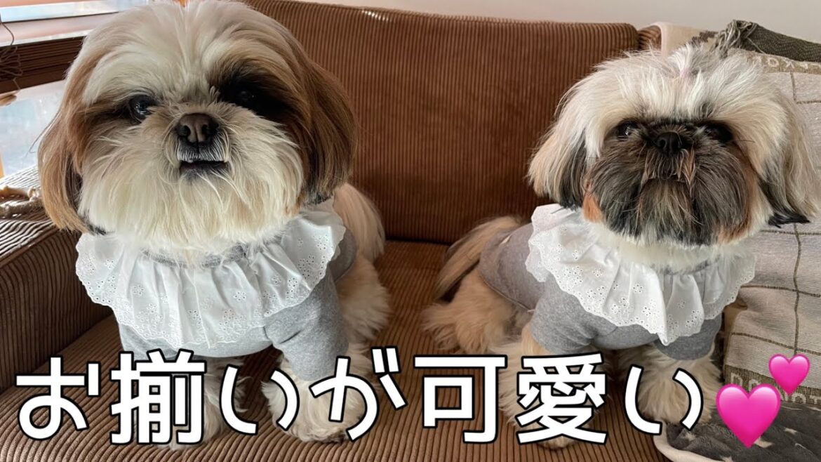 [シーズー多頭飼い]双子コーデ