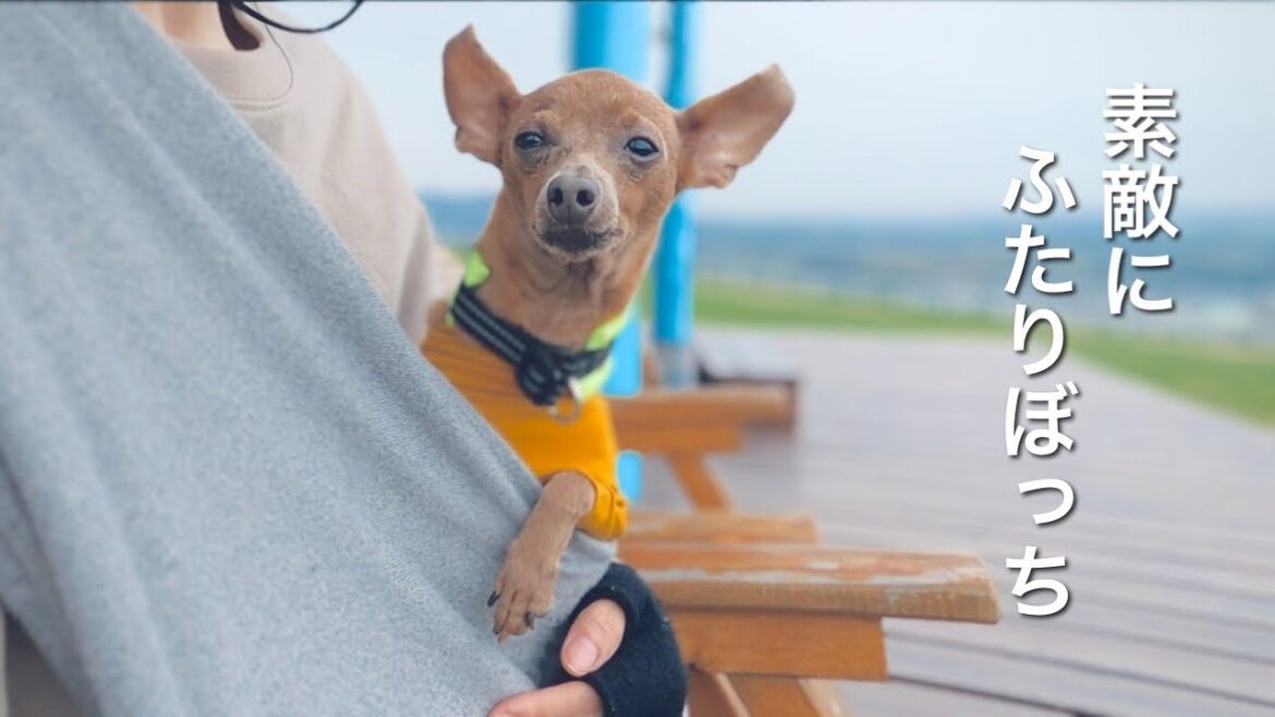 50代、未婚、子無し。でも子鹿犬がとなりにいれば一人ぼっちも怖くない【ミニピン／元保護犬】