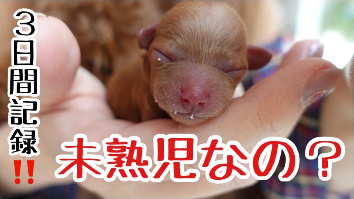 【犬未熟児 育て方】出産後3日間が勝負⁈小さい命の記録ブリーダーができることとは？（あだ名発表）