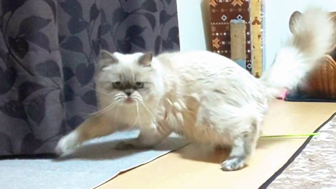 遊ぶ時も全力です！【ヒマラヤン猫】