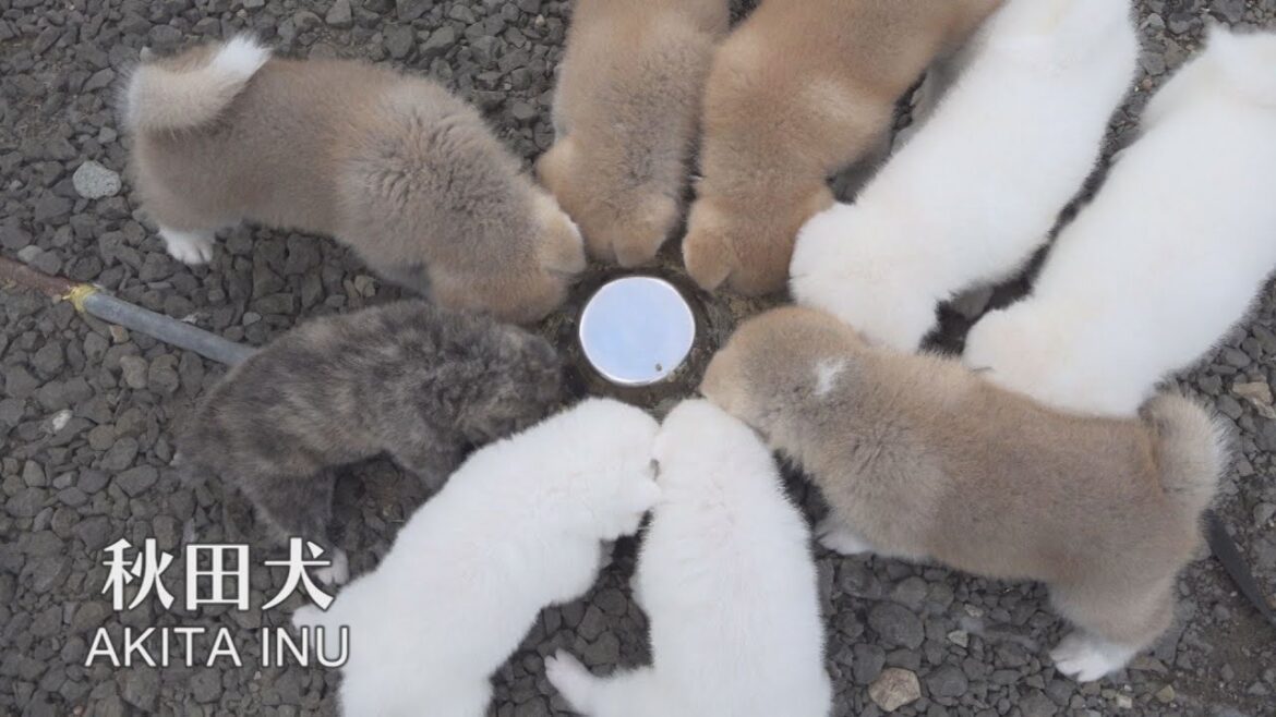 さぁ！輪になって食べよう！！　秋田犬の夕食タイムに遭遇