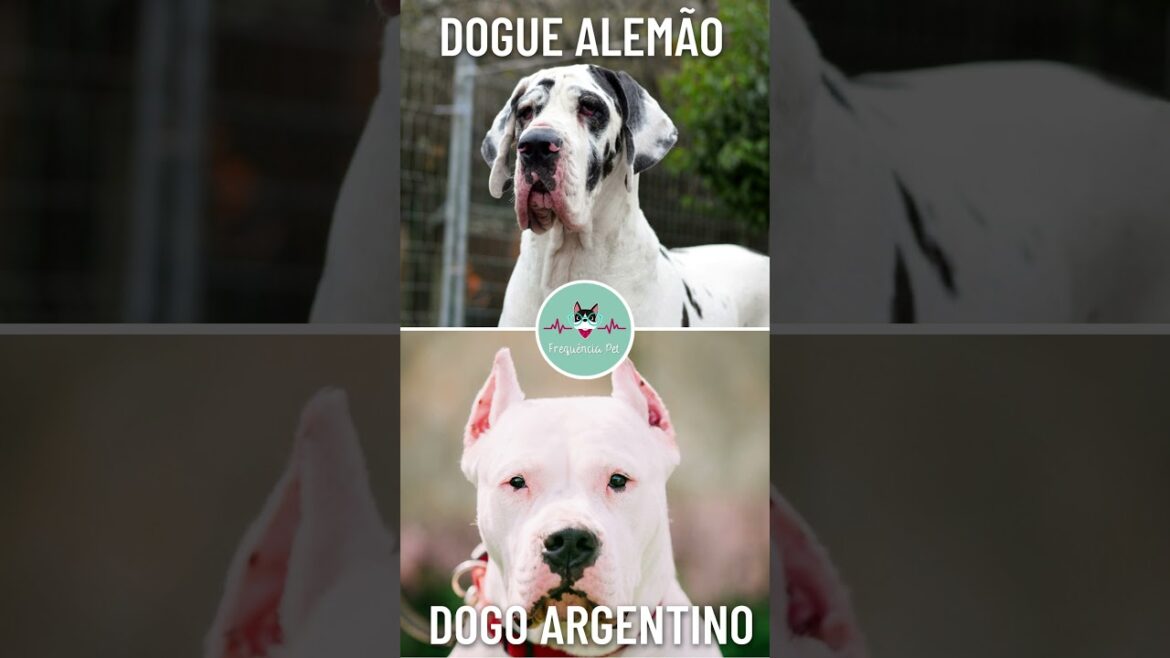 CONHEÇA OS CÃES MOLOSSOS #shorts