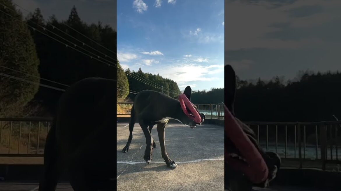 スローモーションの世界🌏 グレートデン クィーンちゃん❣️ ニューファンドランド ボス君 超大型犬 大型犬 多頭飼育 犬好き 猫好き 保護猫 渡辺ボス