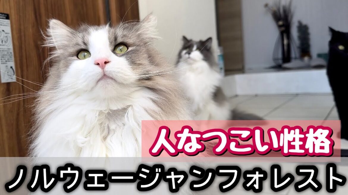 ノルウェージャンフォレストキャット兄弟【性格3選】お客さんに夢中になる瞬間!必見の癒し映像♡ ノルウェージャンフォレストキャット兄弟【性格3選】お客さんに夢中になる瞬間!必見の癒し映像♡