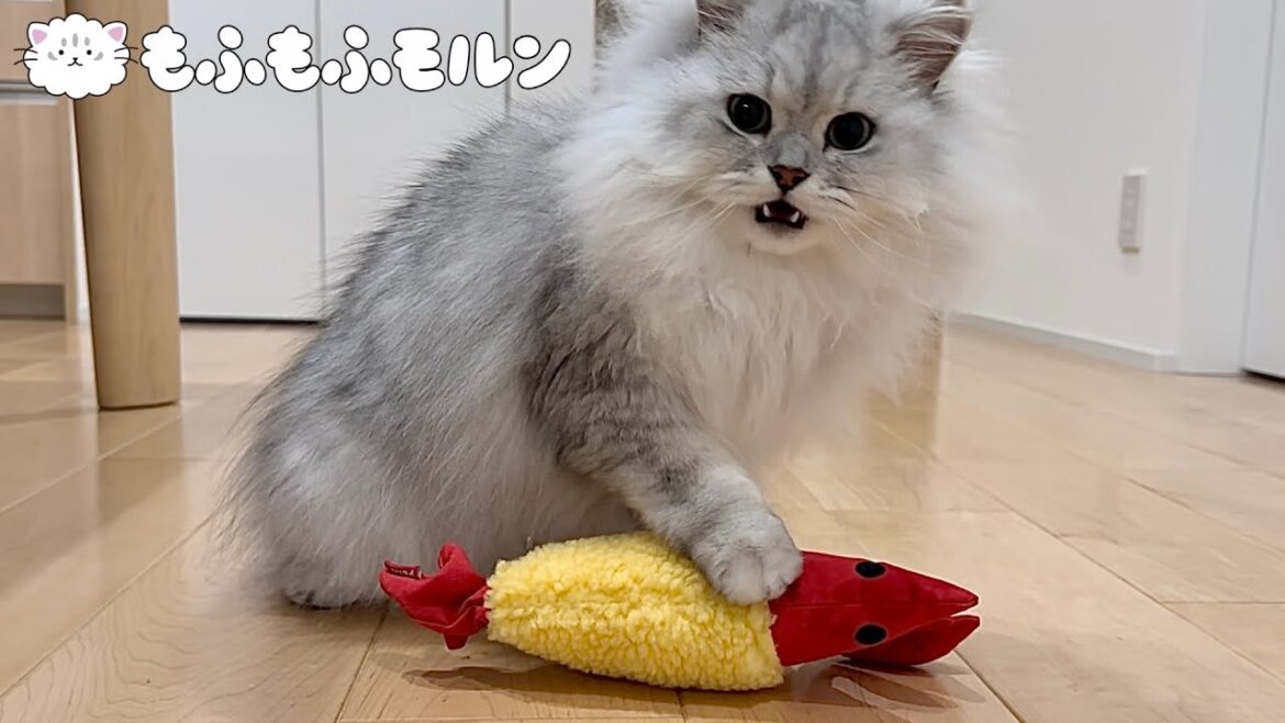 猫がエビフライに出会うとこうなります 【サイベリアン】
