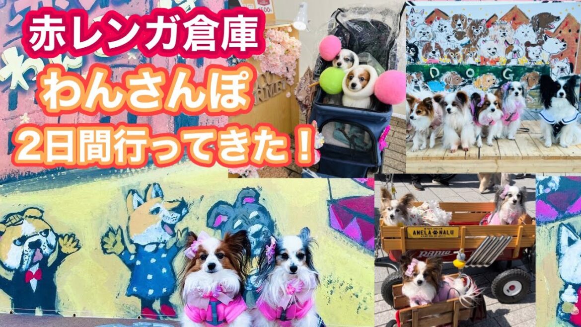 【2023わんさんぽ】スケールアップした横浜イベント！ #パピヨン ＃赤レンガ倉庫 #papillon #犬イベント #わんさんぽ #ココグルメ ＃犬