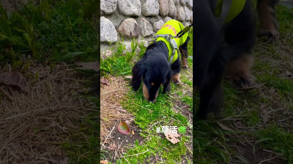 everyday草活な犬 #イングリッシュコッカースパニエル #カニンヘンダックス #ダックス #パピー #ミックス犬 #子犬 #犬 #犬のいる暮らし