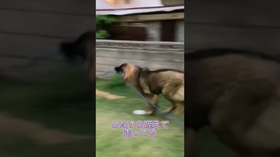 【超大型犬】　ボーズとホース　Leonberger　レオンベルガー