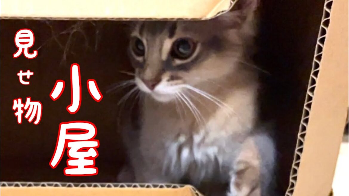 【癒し閲覧注意】見せ物小屋の僕と彼女❣️【ソマリ】