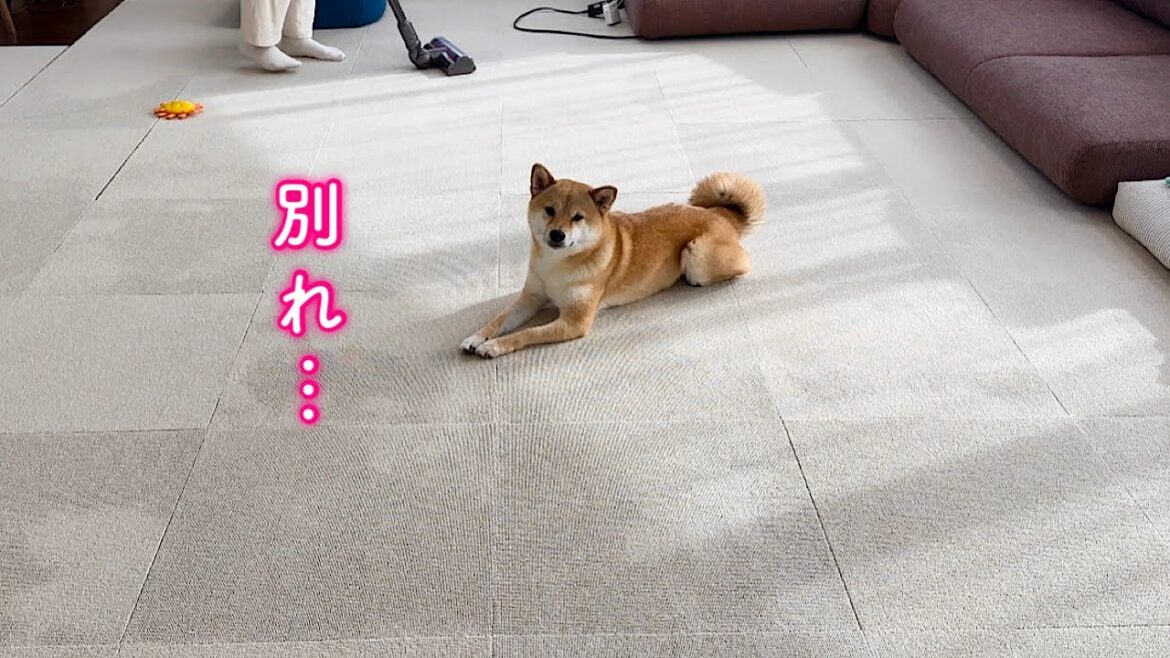 春が来て悲しいお別れにセンチメンタルな柴犬が可愛い