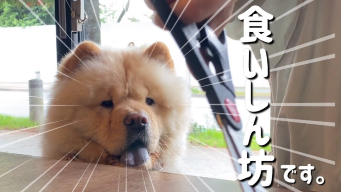 ご馳走が楽しみで仕方ないチャウチャウ