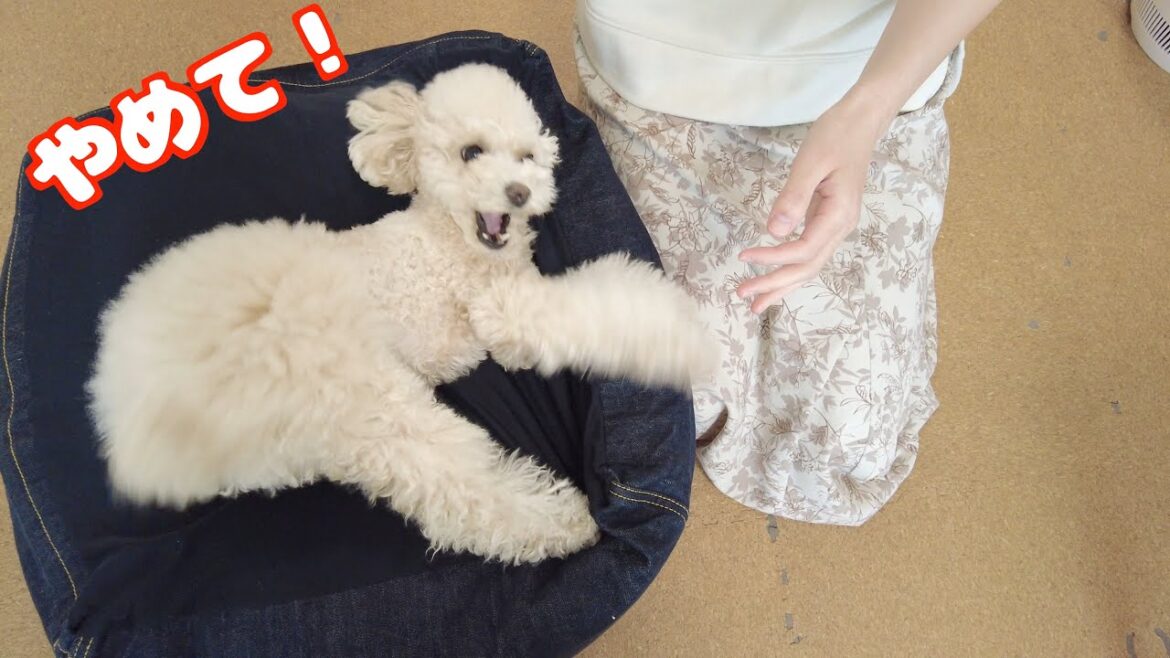 愛犬からの臭いが凄かったので肛門腺を絞ろうとしたら抵抗がやばかった…汗
