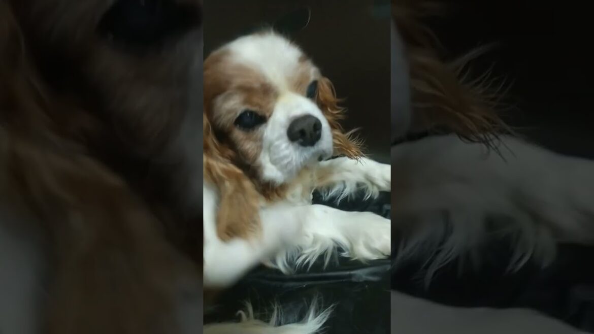 キャバリアキングチャールズスパニエル Cavalier King Charles Spaniel