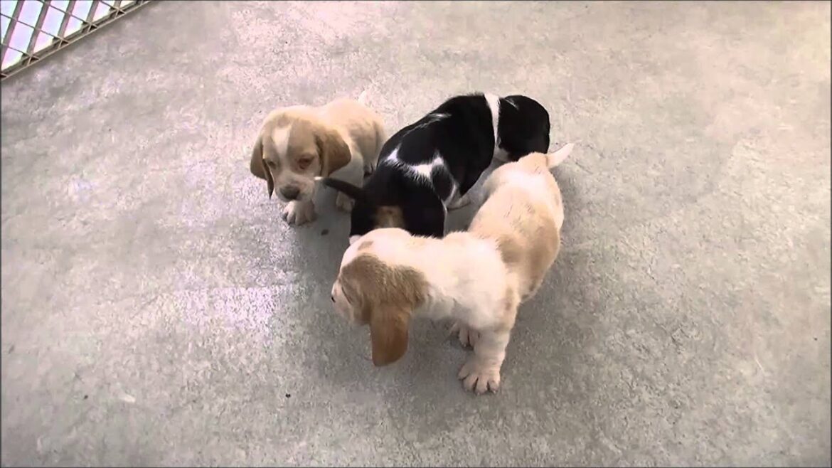 2/21生まれのバセットハウンド3頭です