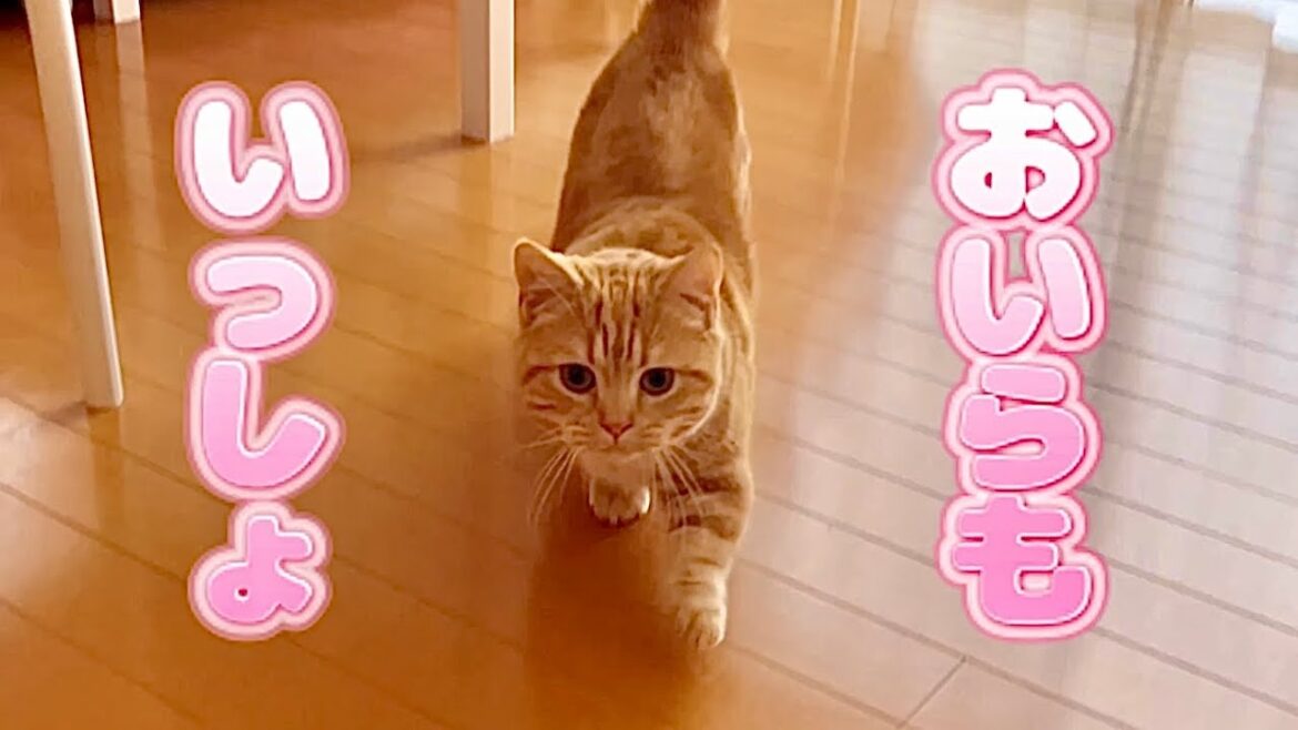 どこまででもついてまわる猫がかわいい！