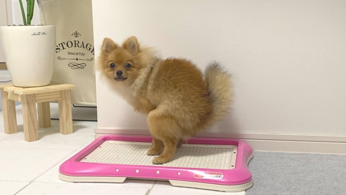 モーニングルーティンで2回ウンコする子犬ポメラニアン モーニングルーティンで2回ウンコする子犬ポメラニアン