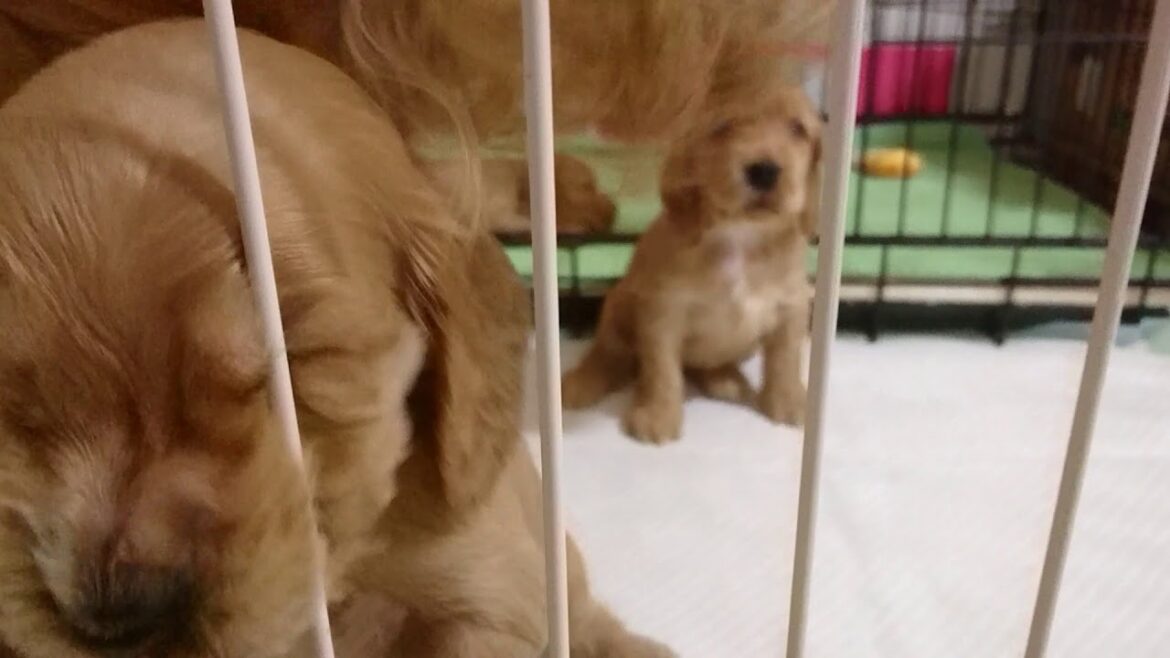 イングリッシュコッカースパニエル コラレット×カーフィの子犬 生後34日