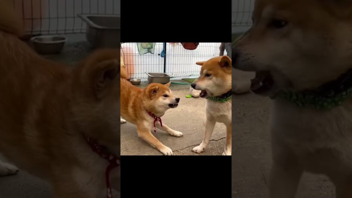 姉柴犬にマウントを取られて兄柴犬に八つ当たりする子犬(巨)