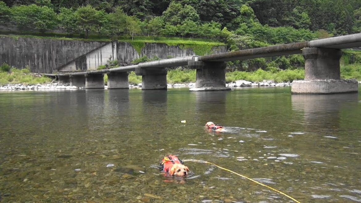 【ノーフォークテリア】四万十川沈下橋下で川遊び