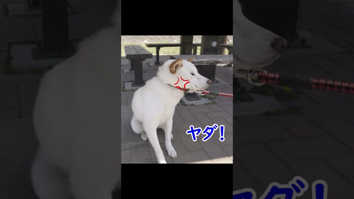 柴犬が全力で散歩を拒否るとこうなる！！＃shorts