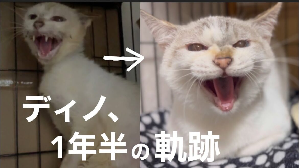 [元野良猫]#50 ぼろぼろガリガリだった元野良猫ディノの1年半の軌跡、可愛くなったシャー、最近のディノと仲間たち。うちのニャンズと保護猫紹介[沖縄里親募集中]