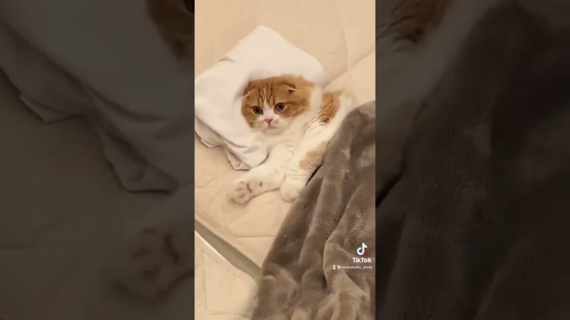 布団と枕で寝る子猫【スコティッシュフォールド】