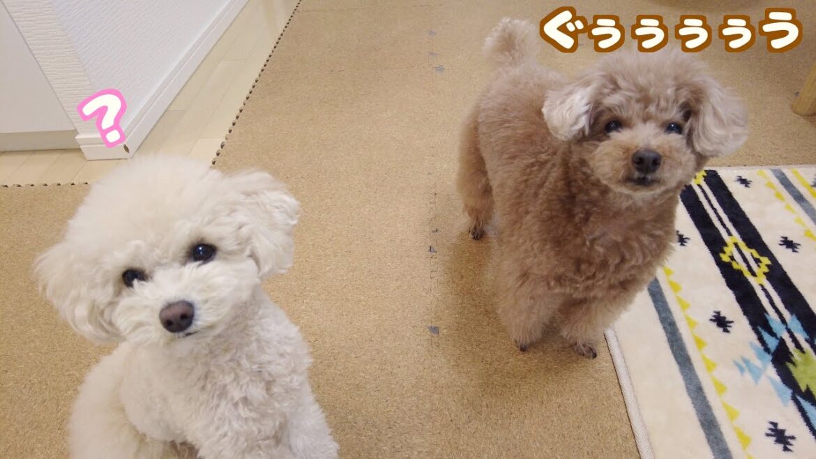 愛犬に遠吠えと犬語で話しかけたら不満気に返事されました