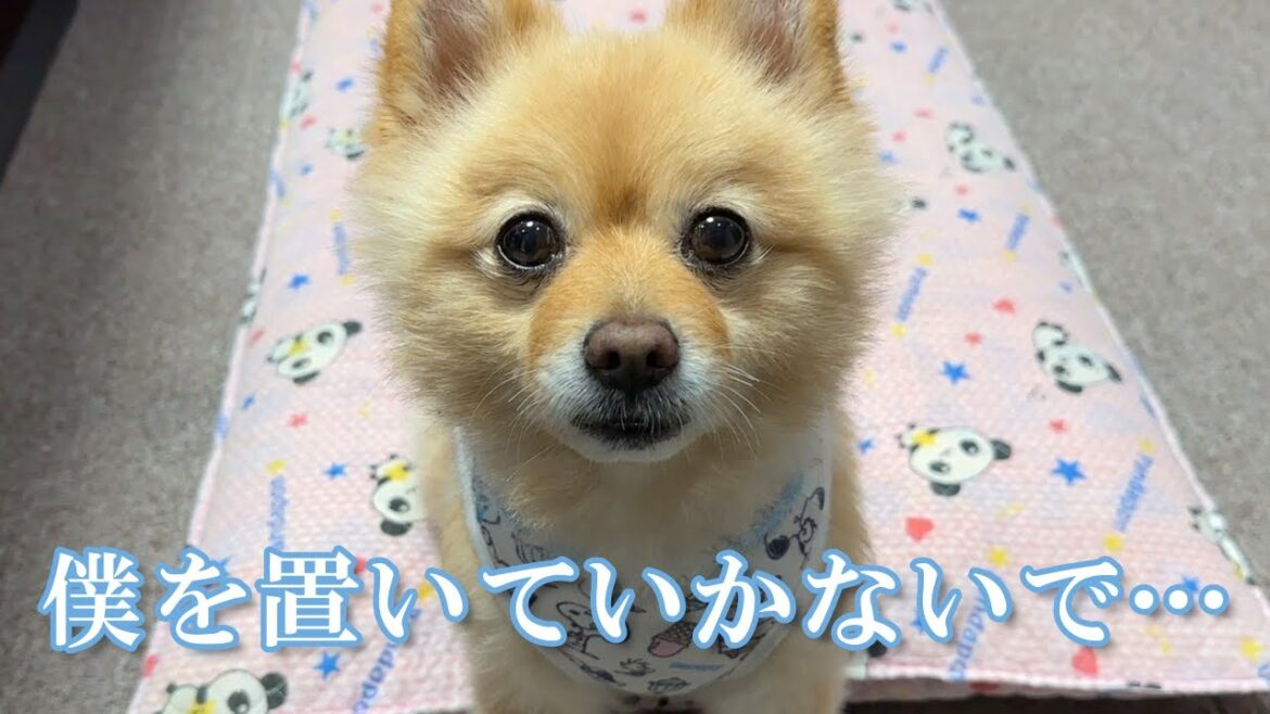 愛犬をしばらく実家で預かってもらったら、胸が締め付けられました…