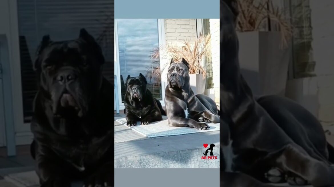 Cane Corso Breed Standards #shorts