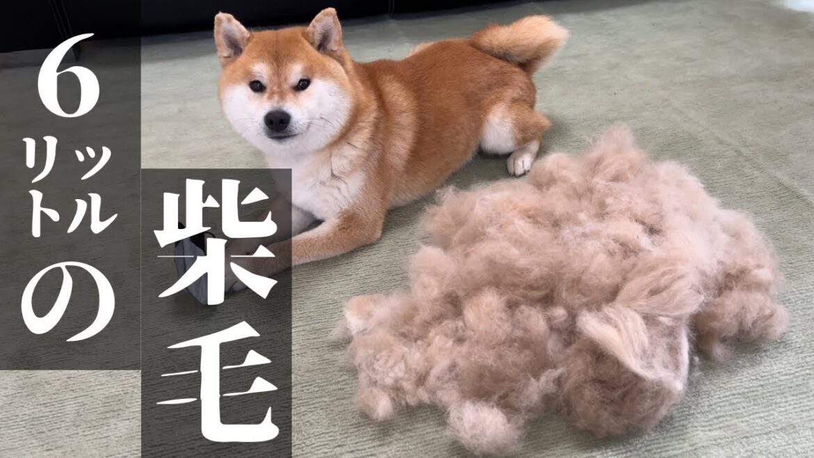 これぞ柴犬の換毛期!その体のどこに大量の毛を隠し持ってた! これぞ柴犬の換毛期!その体のどこに大量の毛を隠し持ってた!